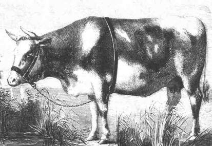 Image 2 vache augeronne