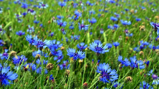 Bleuet des champs