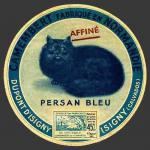 Calvados-1185 (chat persan1nv)