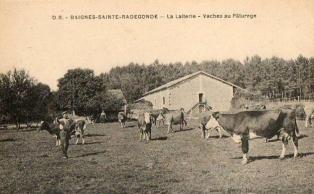 Cp baignes vaches au paturage