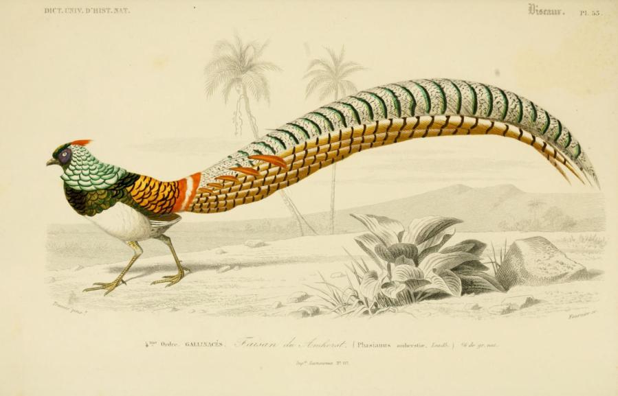 Dessin-Oiseau Faisan