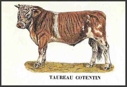 Image 1 taureau cotentin