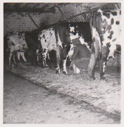 la-traite-a-l-etable-4.jpg
