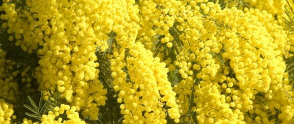 Mimosa