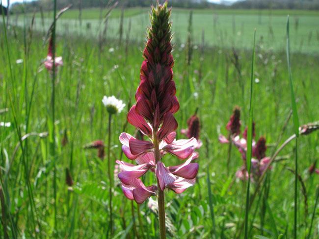 Onobrychis viciifolia fl1