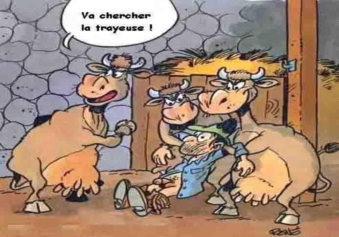 Vaches tres en colere